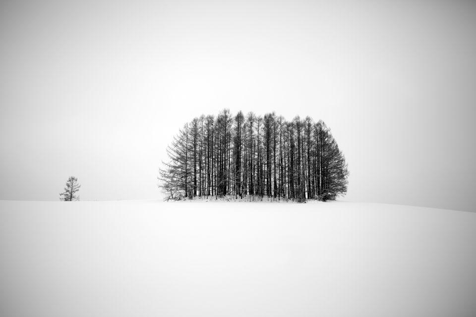  北海道雪地孤独的树，来自摄影师Burcu Basar。 
