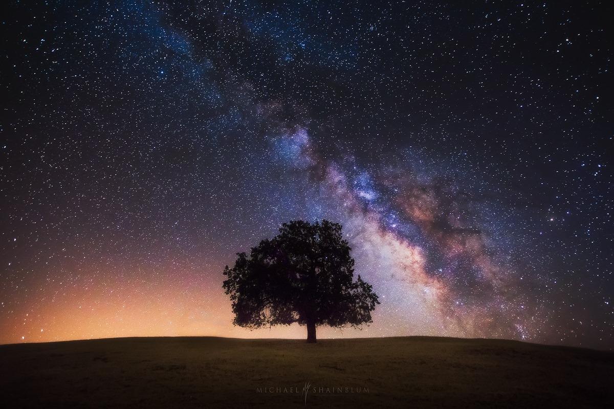  生命之树，来自摄影师Michael Shainblum。 