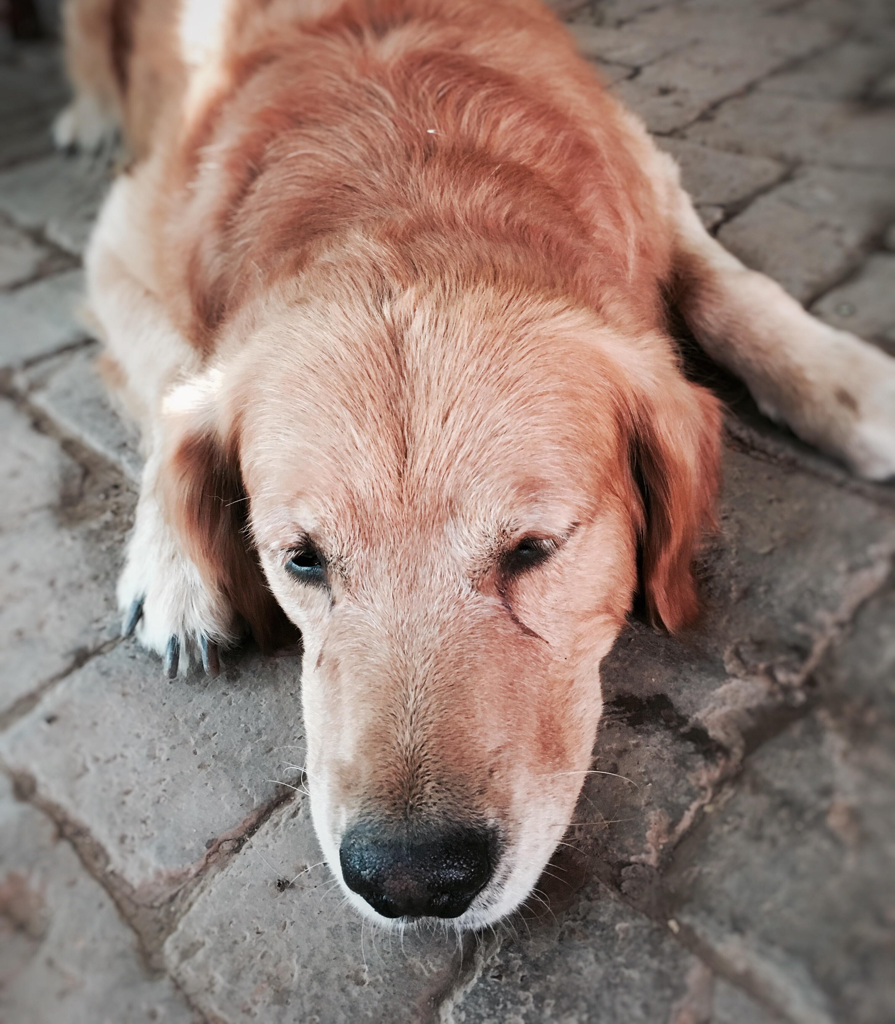 在吐鲁番，这里气温依旧很高。青旅老板家的金毛，应该热的怀疑狗生了吧。