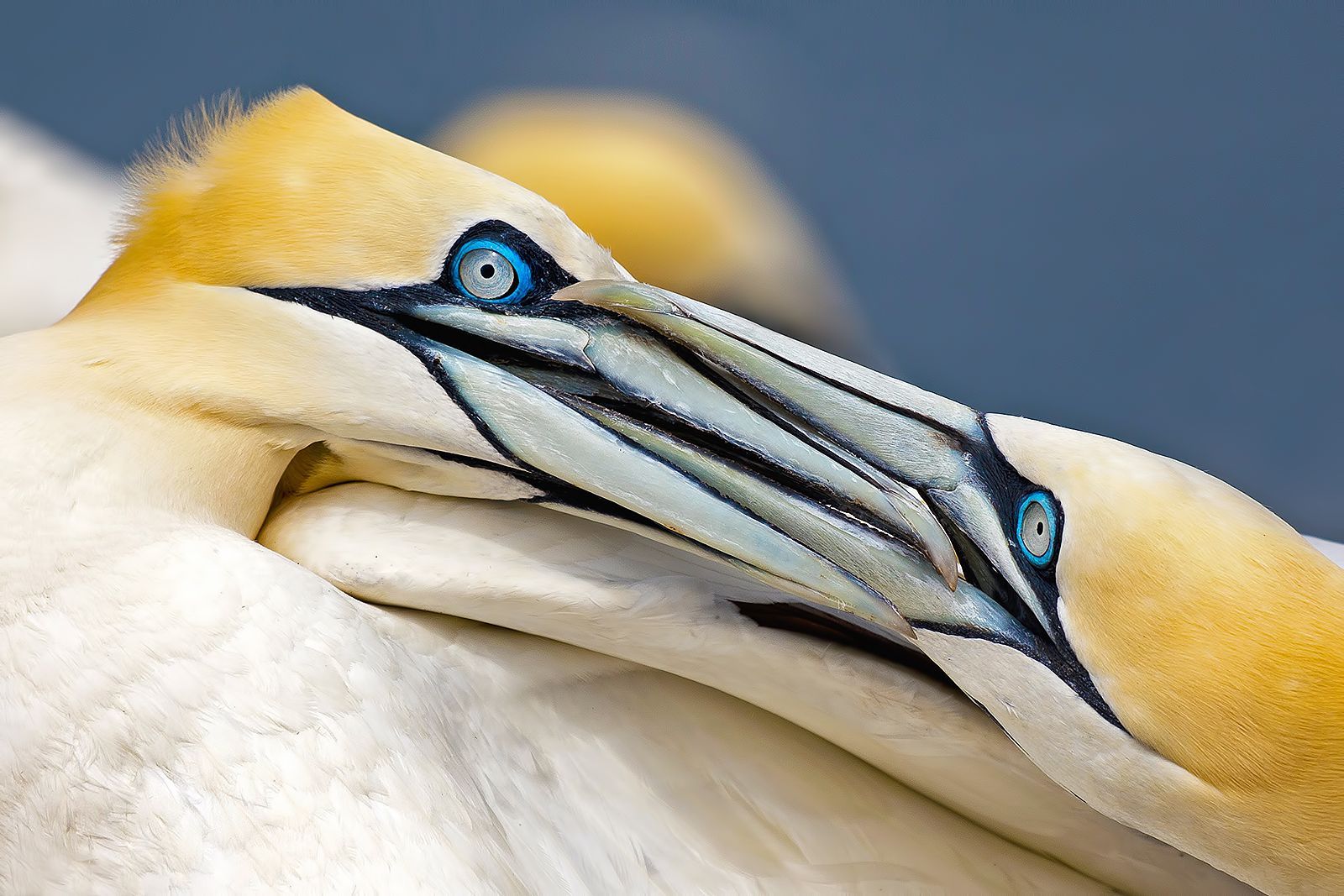  两只互相扭打的塘鹅，Mario Suarez Porras 摄于苏格兰巴斯岩，世界上最大的塘鹅聚集地之一。 