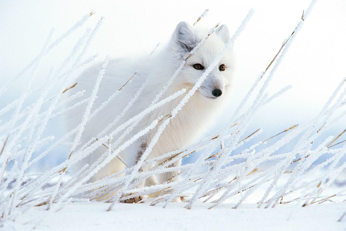  在雪地觅食的北极狐，PAUL NICKLEN摄于加拿大。 