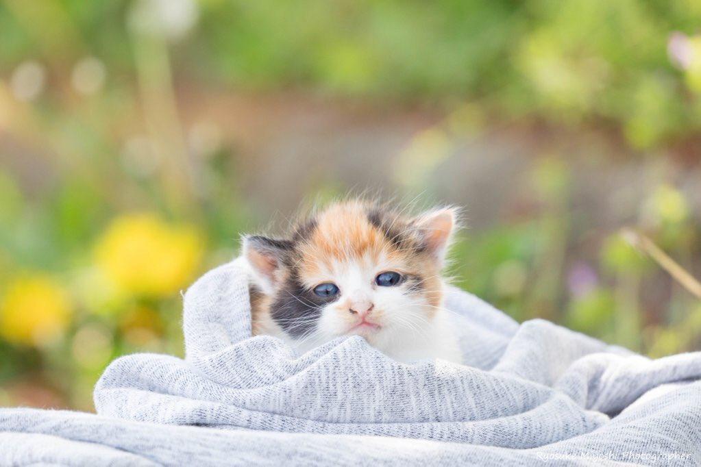  一只可爱的小奶猫，来自摄影师Ryostory1124‏。 
