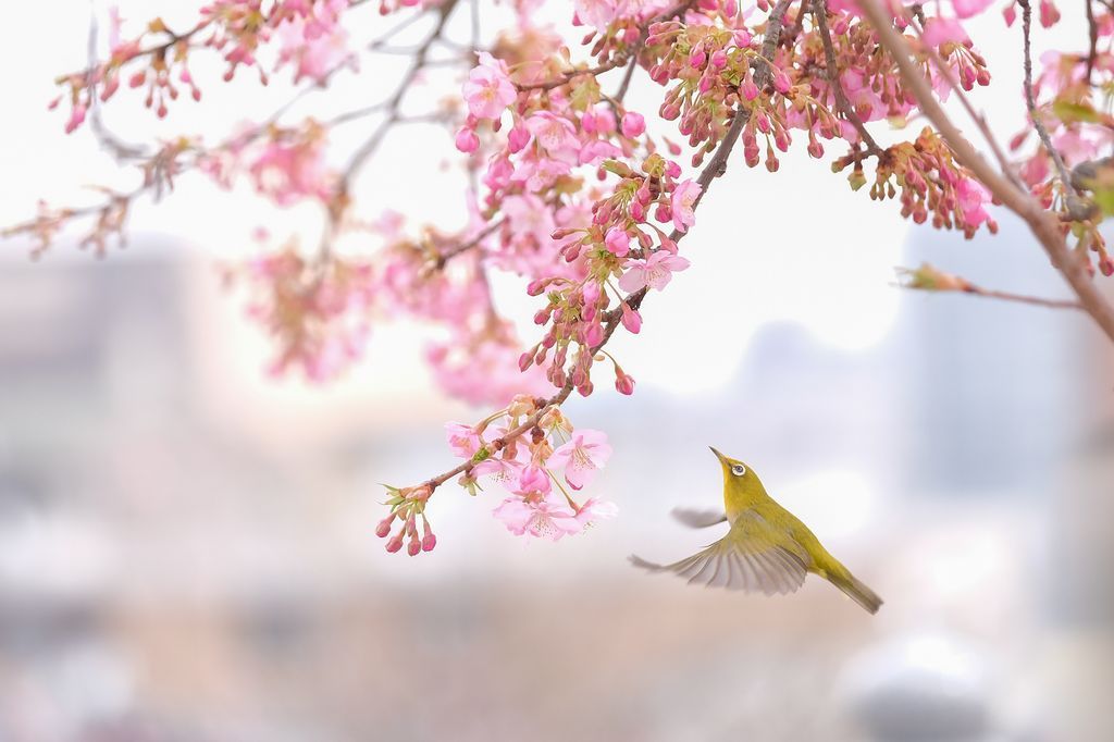  你好，春天！樱花树下的鸟，来自摄影师HAYASHIDA MASAYOSHI。 