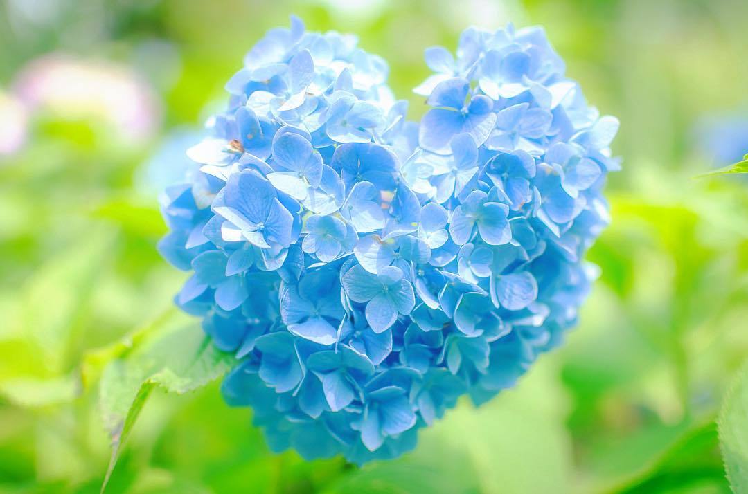  蓝色的花之心，涼太長谷川摄于日本山口县。 