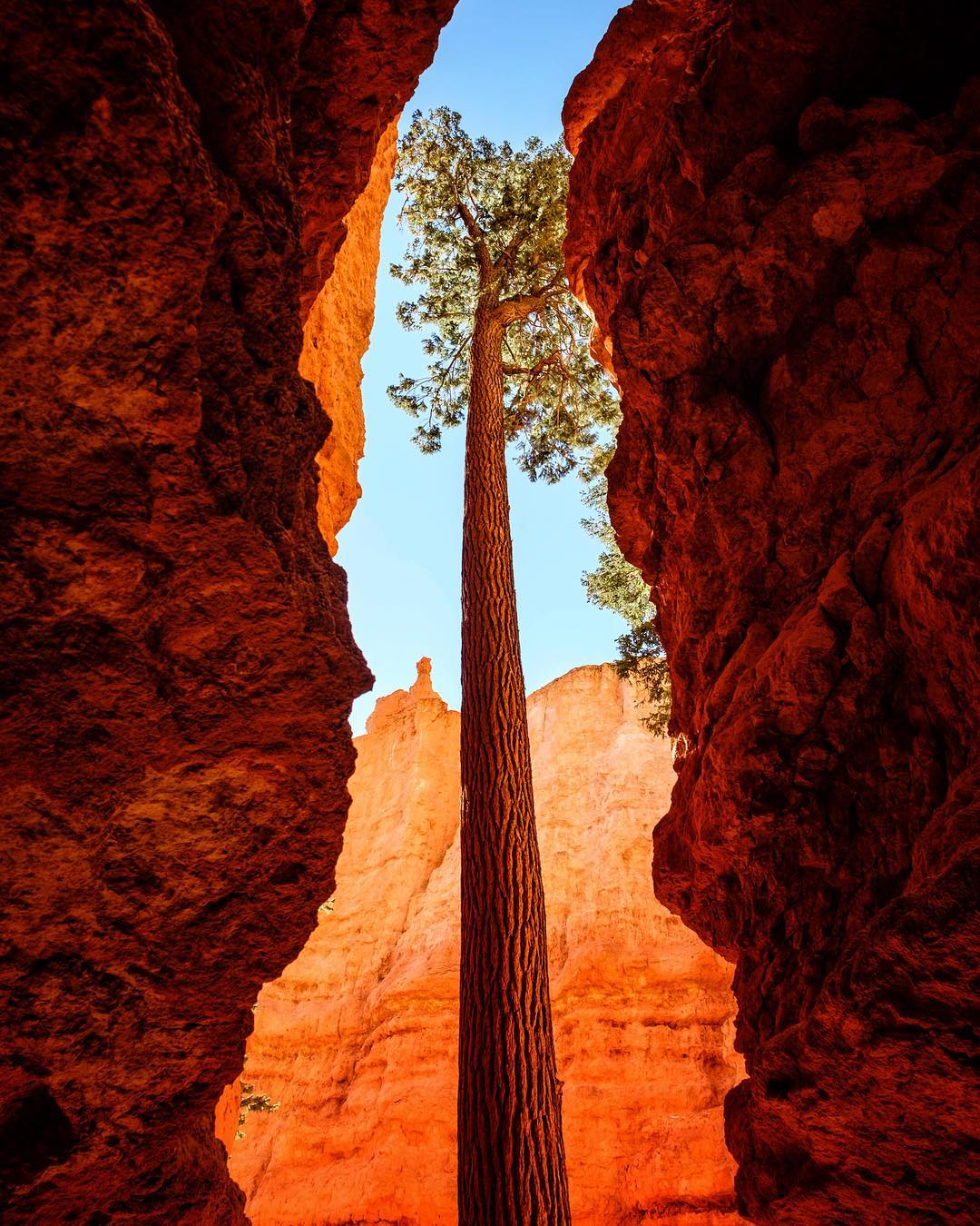 在峡谷中成长的参天大树来自摄影师jonathanirish