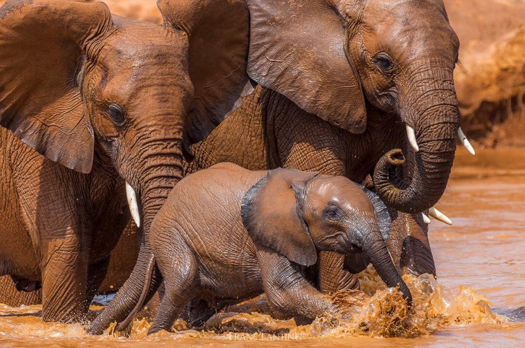  每年的8月12日是世界大象日，一群过河的大象，来自摄影师Frans Lanting。 