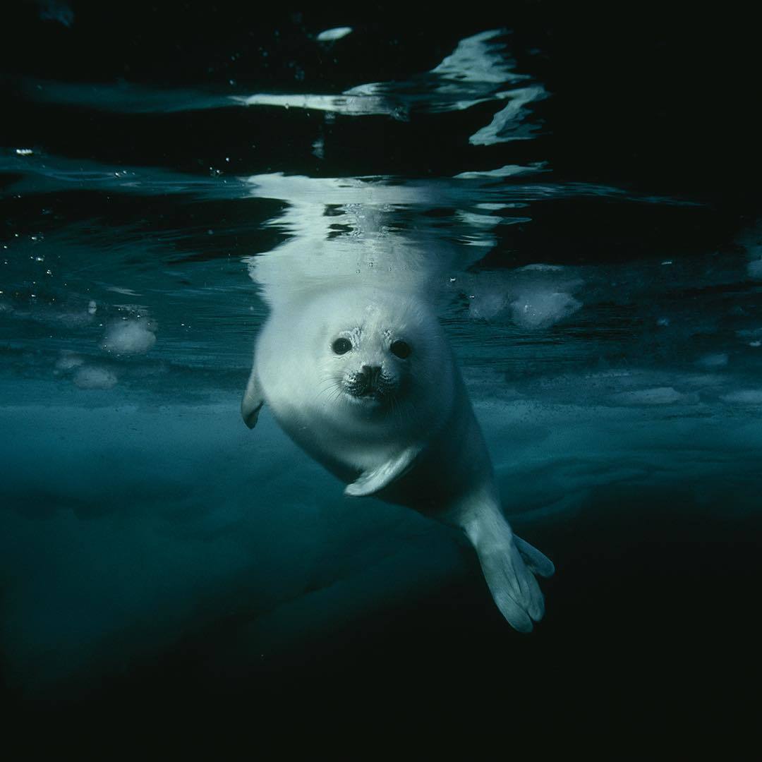  冰水中充满好奇心的幼年海豹，来自摄影师Brian Skerry。 