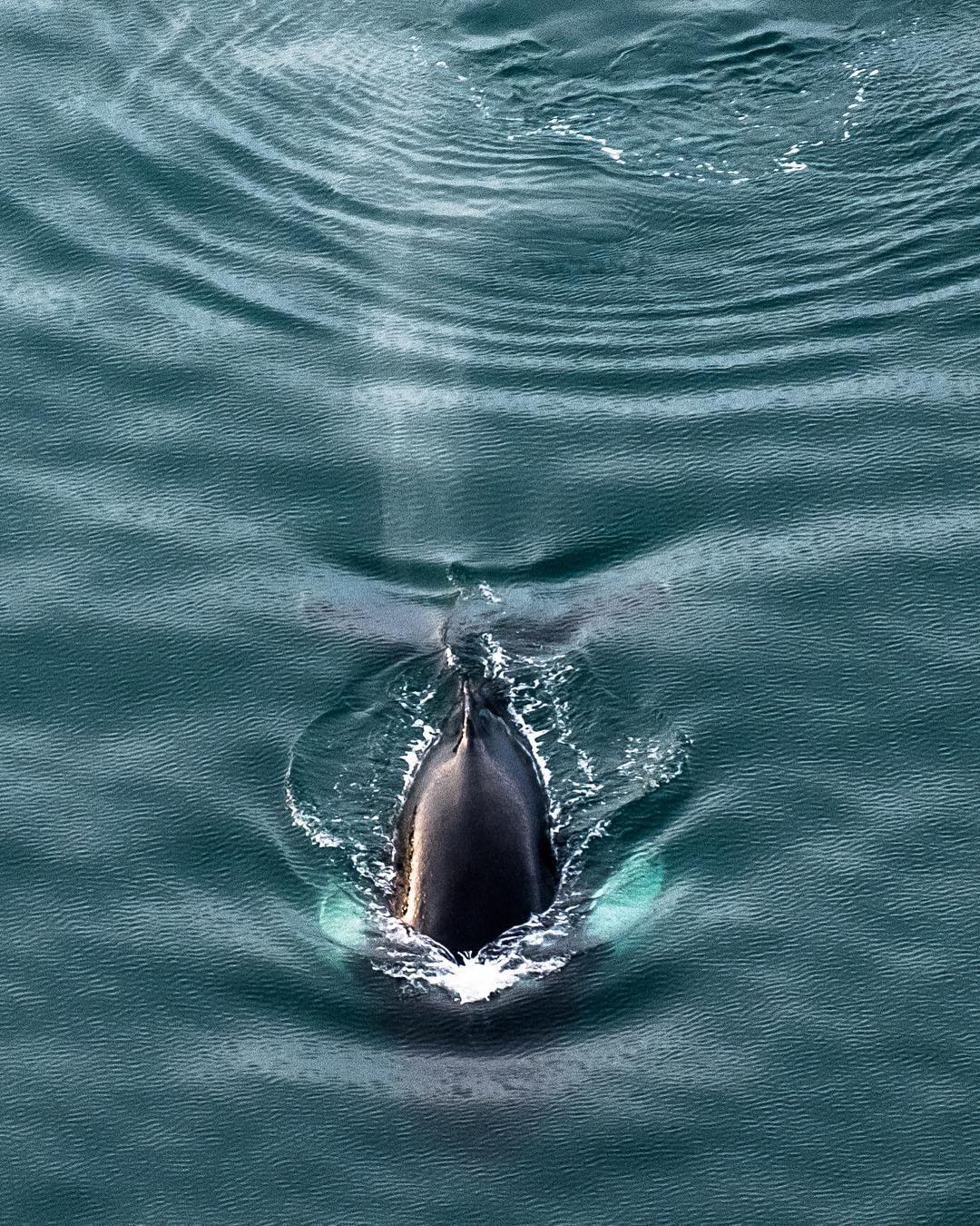 浮出水面的鲸stasbartnikas摄于冰岛