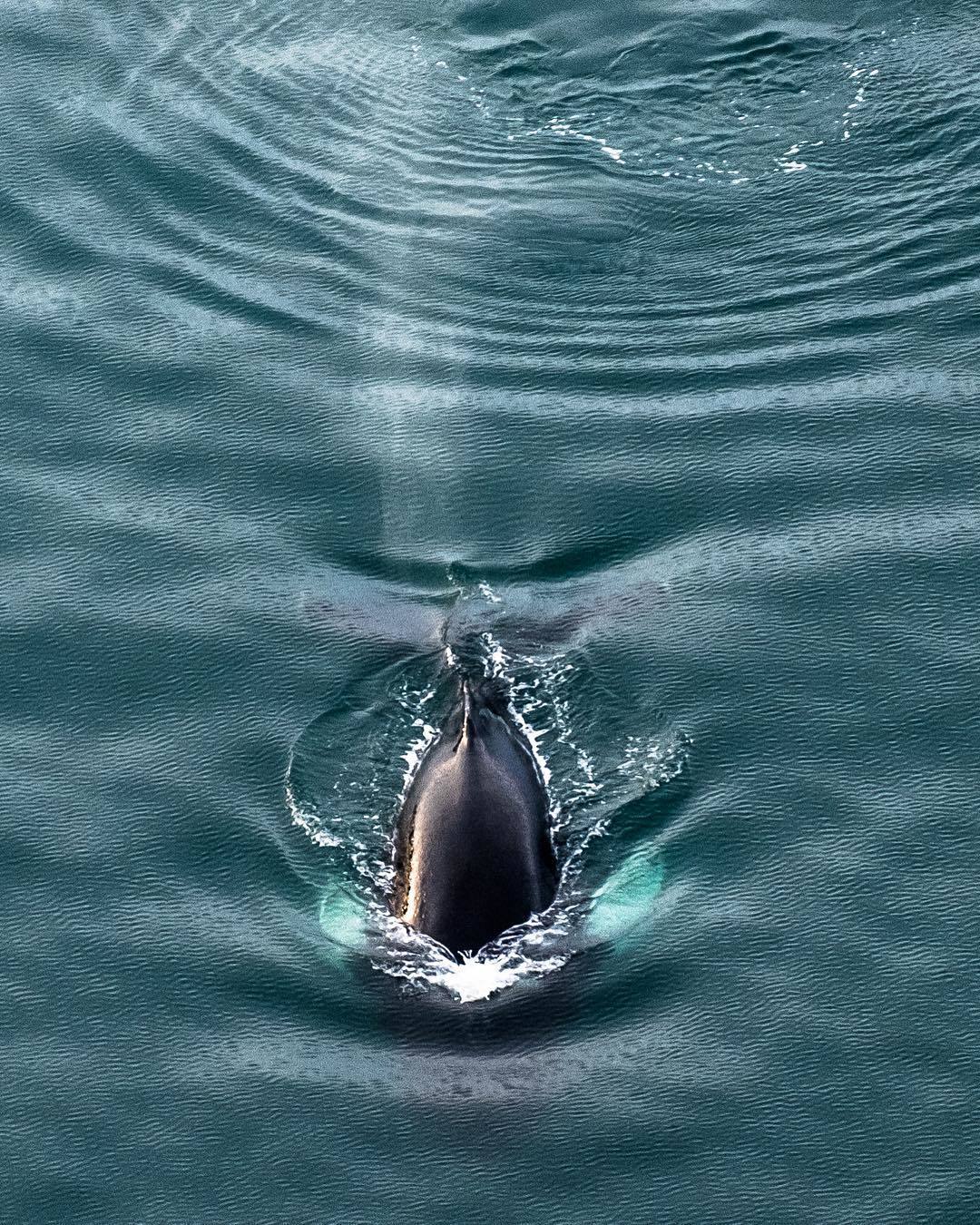  浮出水面的鲸，STAS BARTNIKAS摄于冰岛。 