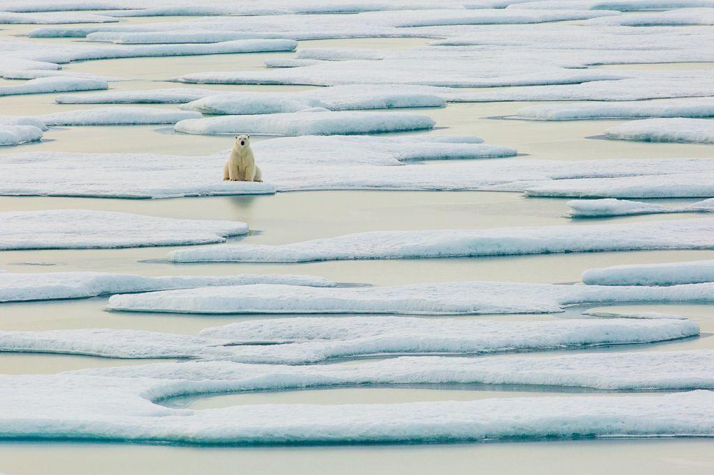  坐在浮冰上的北极熊，随着气候变暖，北极熊的栖息地每年都在不断的缩小，来自摄影师DAVID COTHRAN。 