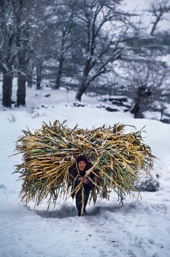 巴基斯坦兴都库什山在雪地中背柴禾的人，Steve McCurry摄于1981年。 