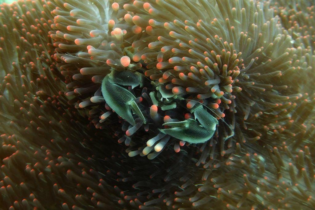  从海葵中爬出的海葵瓷器蟹，MAREK KOSZOREK摄于泰国海岸。 