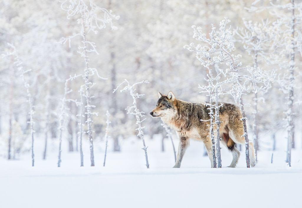  芬兰雪原上的狼，来自摄影师Bernt Østhus。 