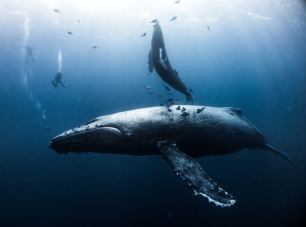  在墨西哥雷维亚希赫多群岛的座头鲸母子，来自摄影师ANUAR PATJANE FLORIUK。 