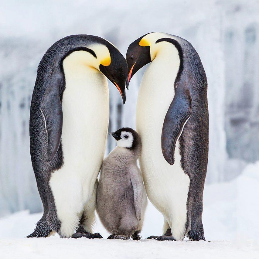  企鹅一家，来自摄影师Paul Nicklen。 