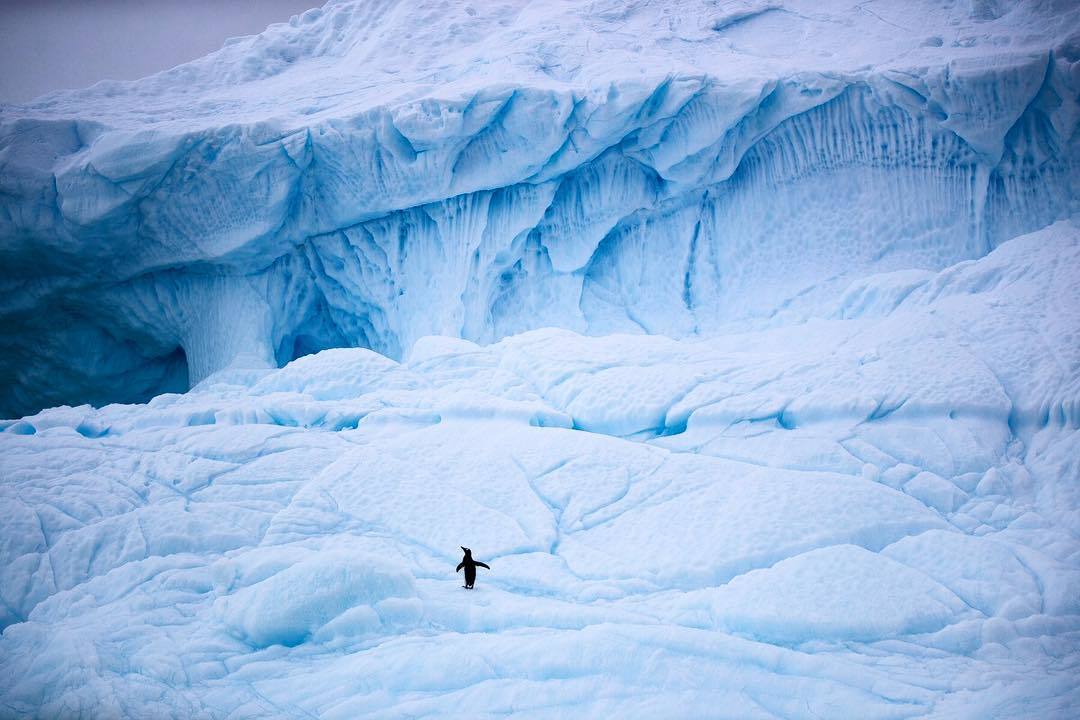  一只孤独的企鹅，来自摄影师Krystle Wright。 