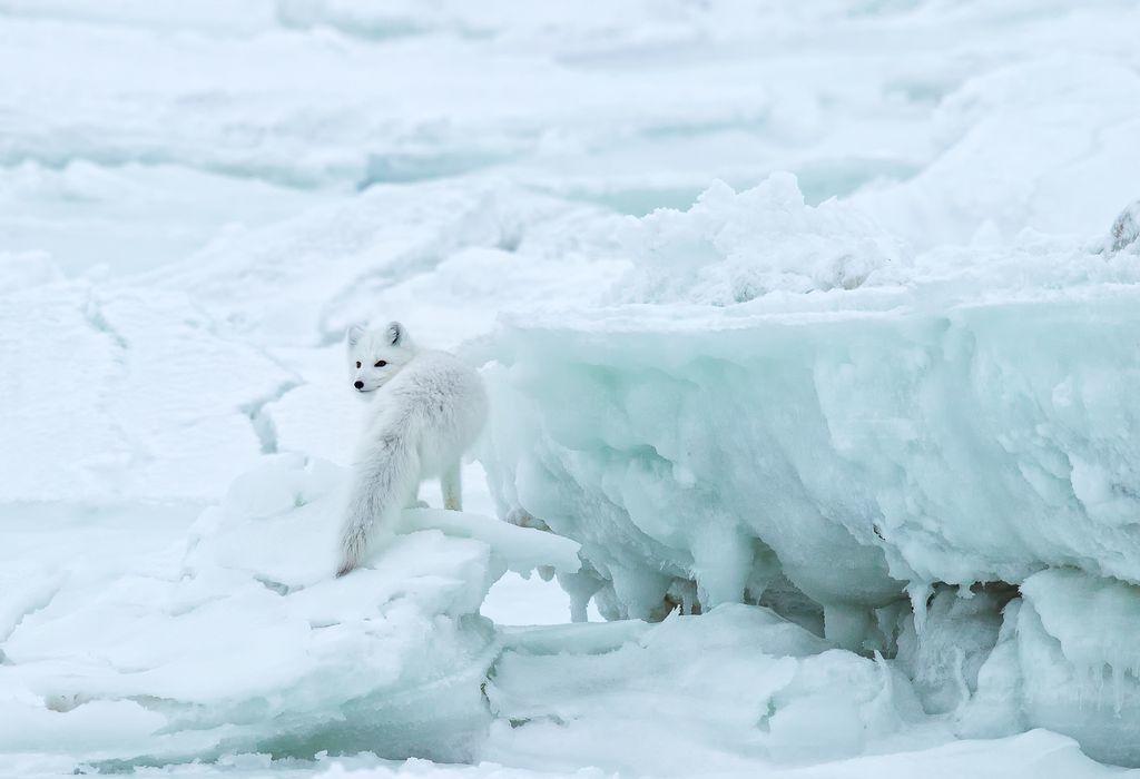  觅食的北极狐，来自摄影师FRED LEMIRE。 