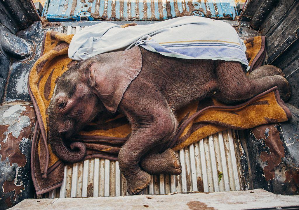  被拯救的小象，来自摄影师Freya Dowson。 