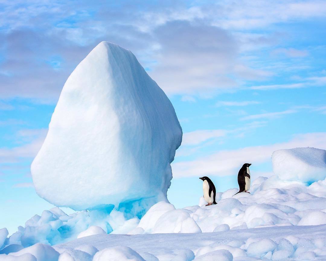  企鹅与巨大的冰块，来自摄影师Jonathan Irish。 