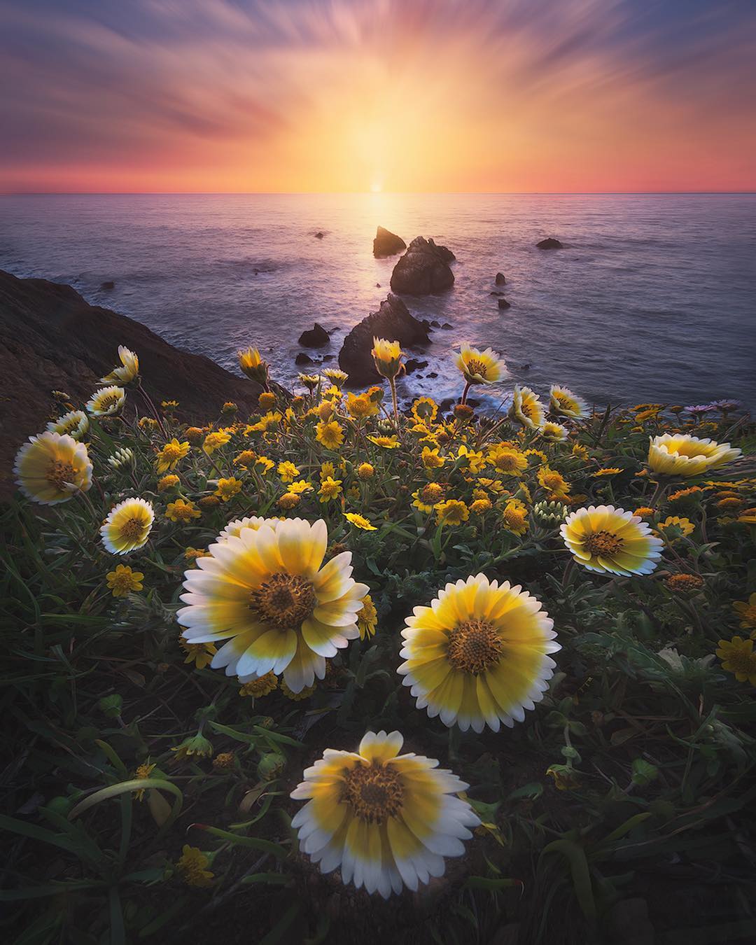 日出与盛开的花来自摄影师michaelshainblum