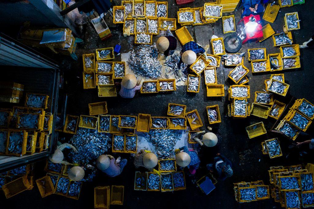  在渔市对鱼进行分类的工人， HG UN摄于越南。 