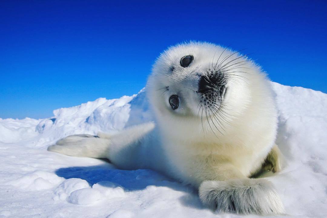  一只好奇的格陵兰海豹宝宝，来自摄影师Paul Nicklen。 