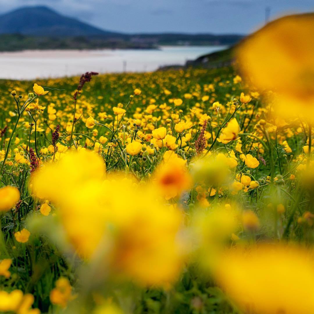  外赫布里底群岛盛开的野花，来自摄影师Jim Richardson。 