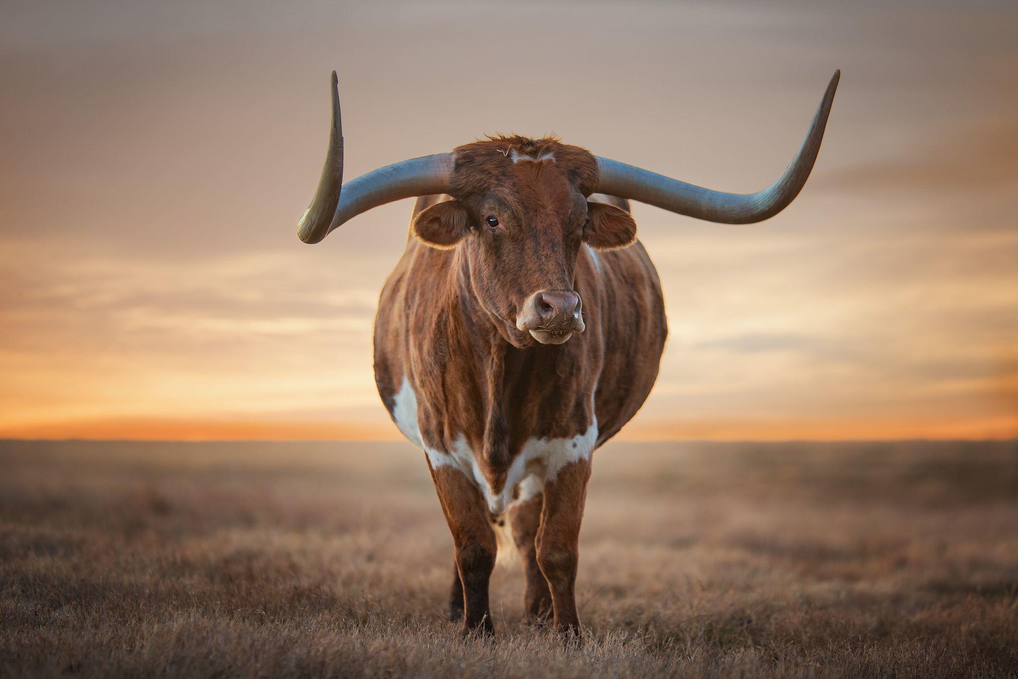  日落下的德州长角牛，来自摄影师LEAH HORSTMAN。 