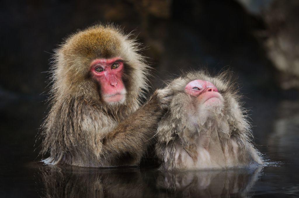  泡温泉的日本雪猴，来自摄影师FRANK SPARANO。 
