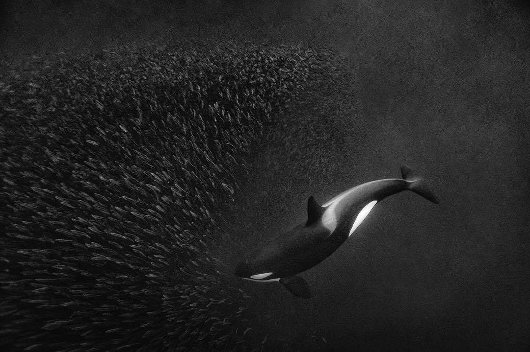  虎鲸与鱼群，来自摄影师Paul Nicklen。 
