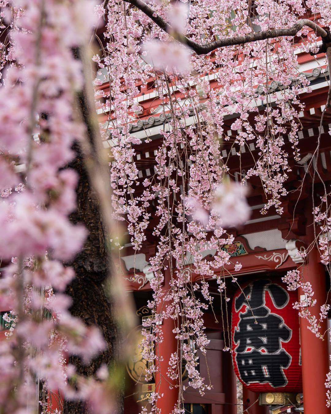  日本东京浅草盛开的樱花，来自摄影师Yasufumi。 