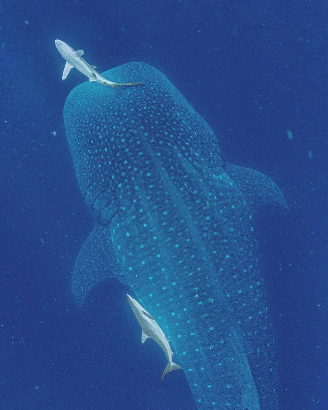  科隆群岛的鲸鲨，来自摄影师Thomas Peschak。 