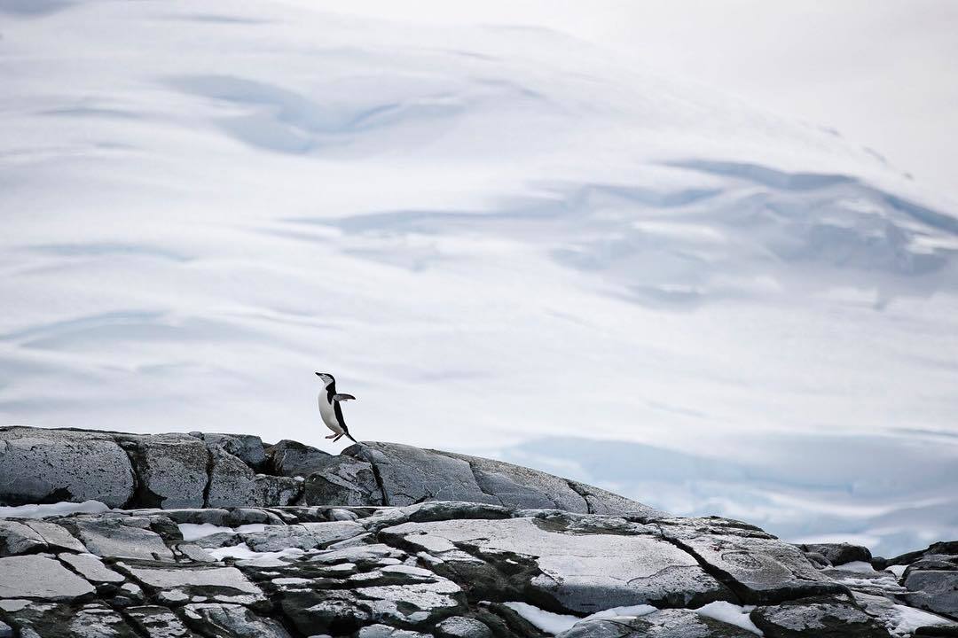  在岩石上跳跃的纹颊企鹅，来自摄影师Krystle Wright。 