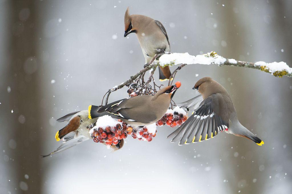  吃浆果的雪松太平鸟，来自摄影师MACY H。 