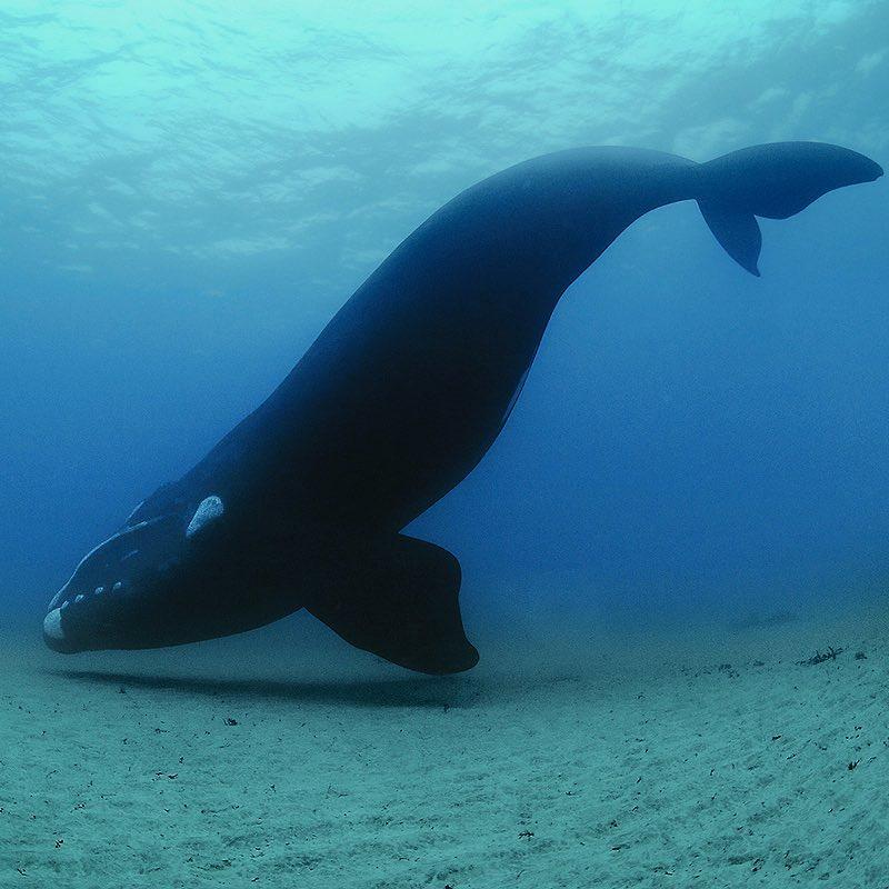  在水中悬停的南露脊鲸，来自摄影师Brian Skerry。 