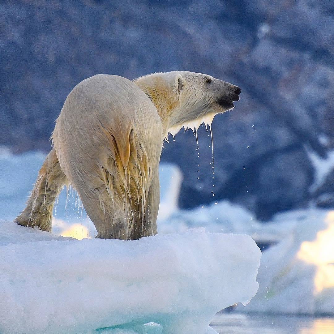  浮冰上的北极熊，来自摄影师Mike Libecki。 