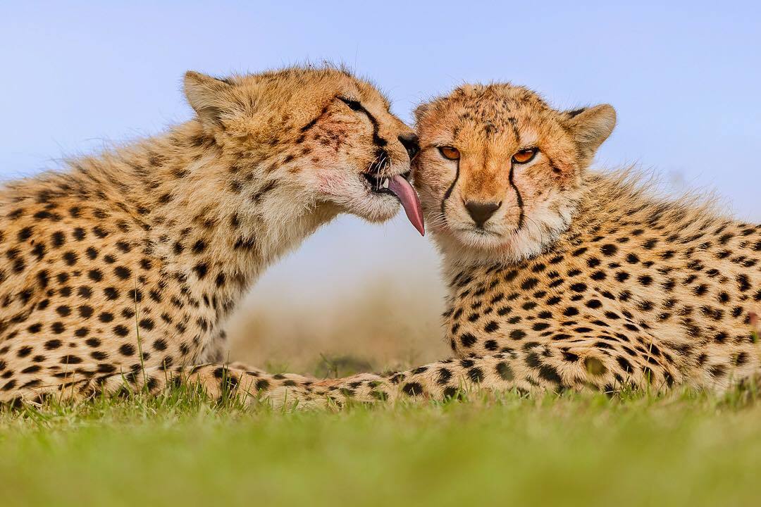  两只年轻的猎豹，来自摄影师Frans Lanting。 
