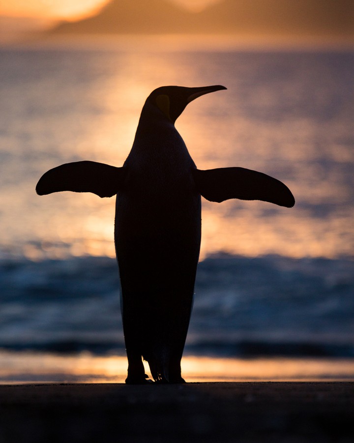 一只企鹅的背影来自摄影师paulzizka61banff