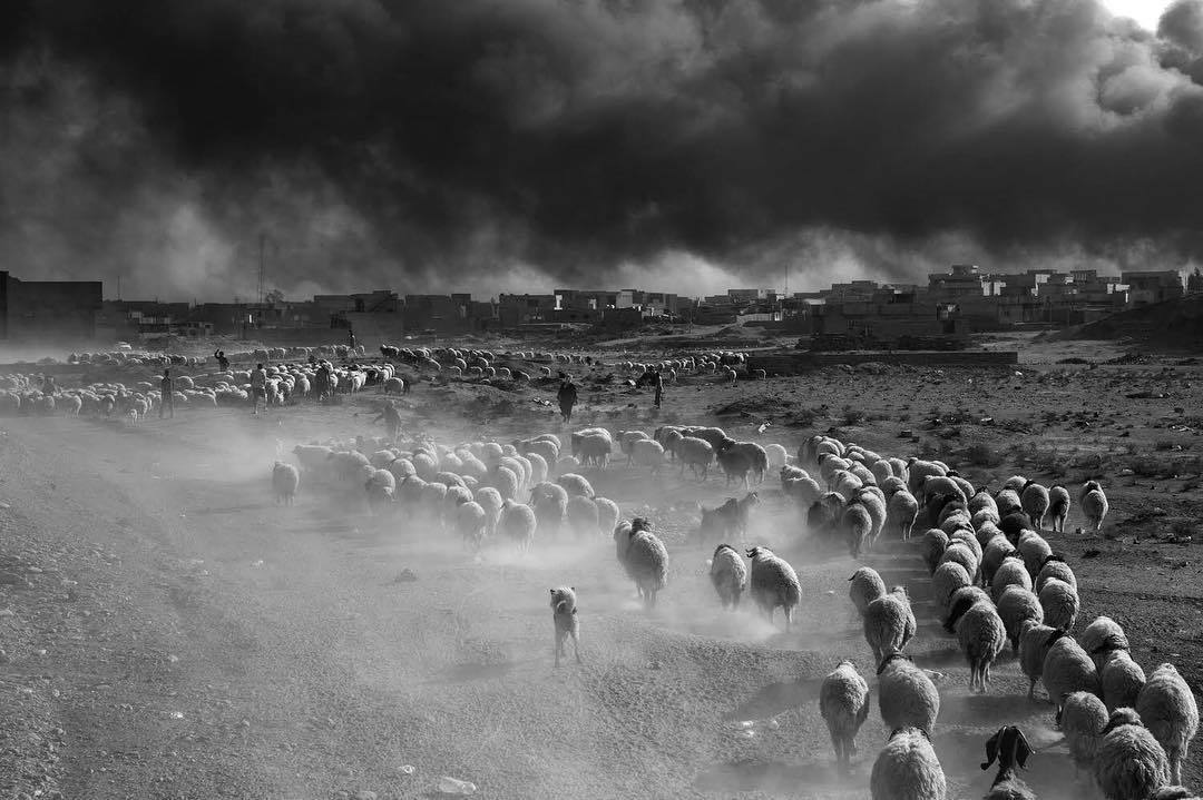  逃离ISIS控制区的农民和羊群，Paolo Pellegrin摄于2016年伊拉克摩苏尔。 