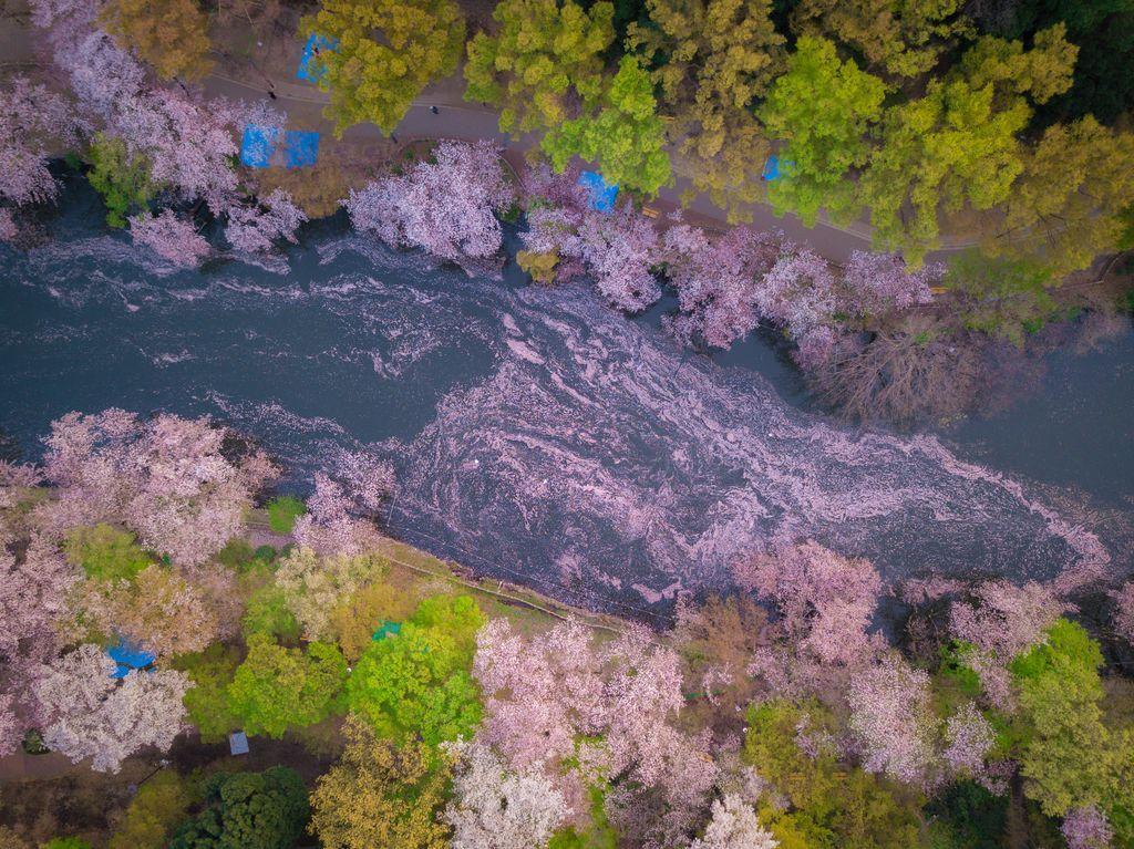  落满樱花的河，DANILO DUNGO摄于东京。 