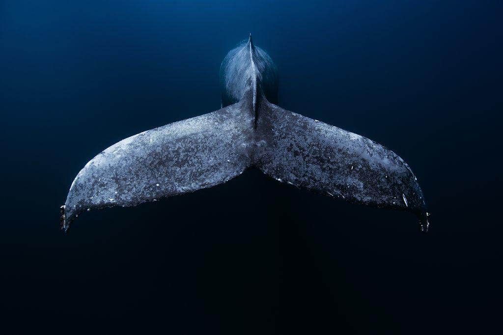  鲸的尾巴，JORGE HAUSER摄于墨西哥加利福尼亚半岛。 