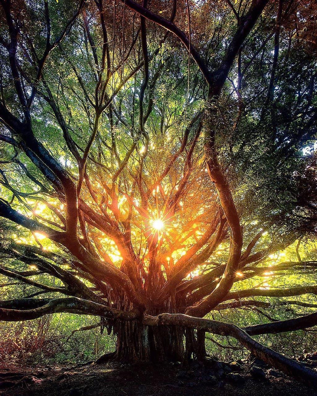  夏威夷岛毛伊岛的森林，来自摄影师Micah Roemmling。 