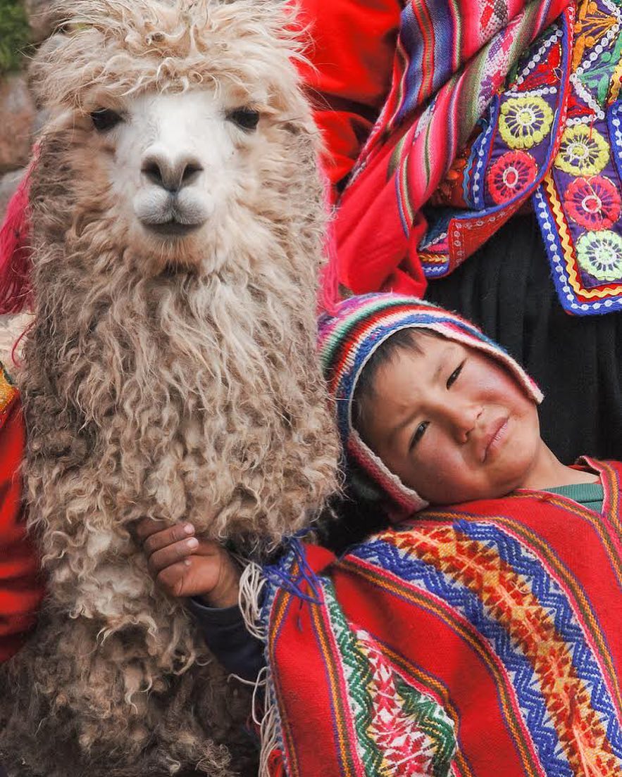 依偎在大羊驼身上的孩子,对于秘鲁高原的一些土著人来说,羊驼不仅仅
