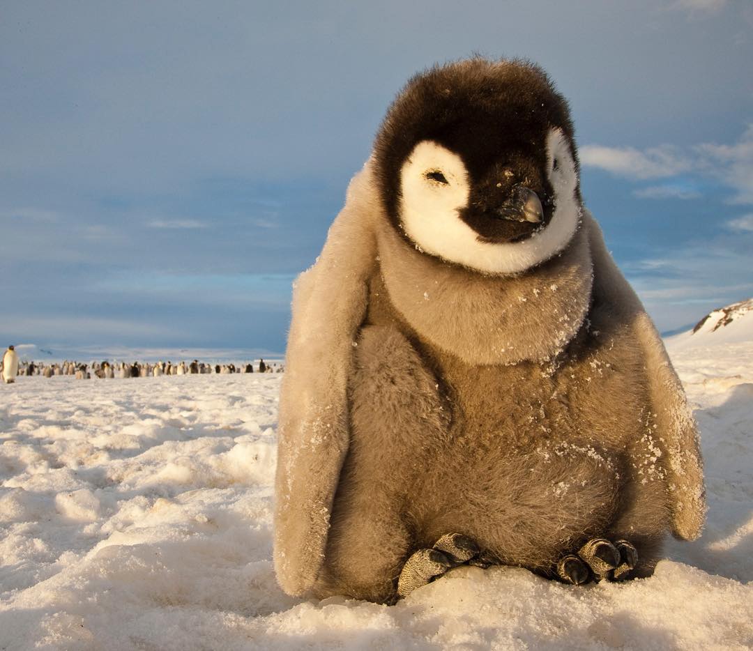 南极洲罗斯海的帝企鹅宝宝来自摄影师paulnicklen