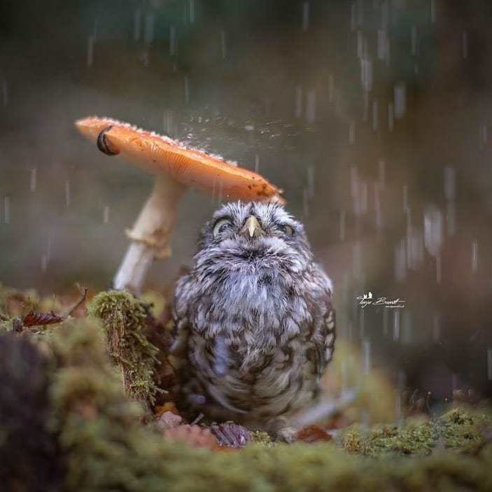 蘑菇伞下的猫头鹰，来自摄影师Tanja Brandt。 