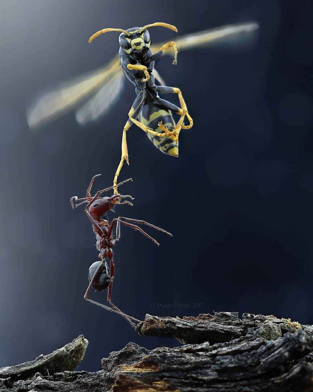  与蜜蜂争斗的蚂蚁，来自摄影师Murat Öztürk。 