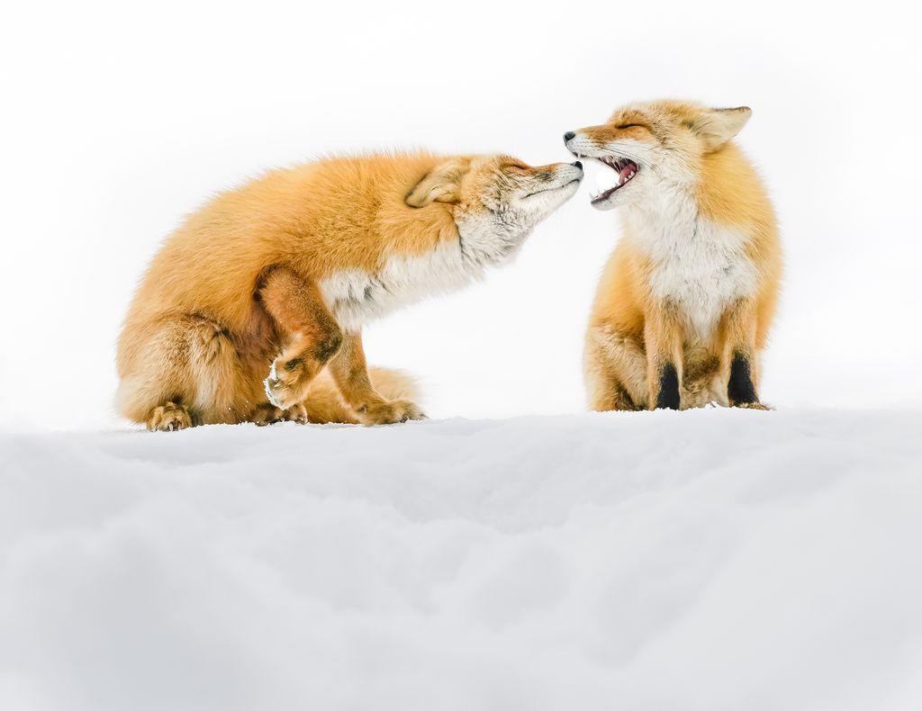  雪地中的红狐，AYA IWASAKI摄于北海道。 