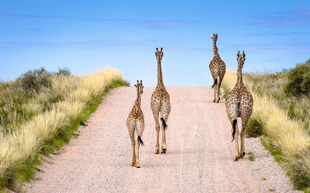  漫步的长颈鹿，HAMISH MITCHELL摄于南非卡格拉格帝边境公园。 