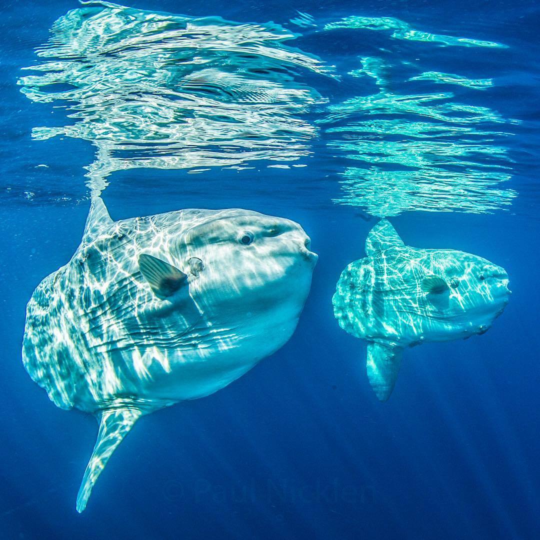  巨大的翻车鱼，来自摄影师Paul Nicklen。 