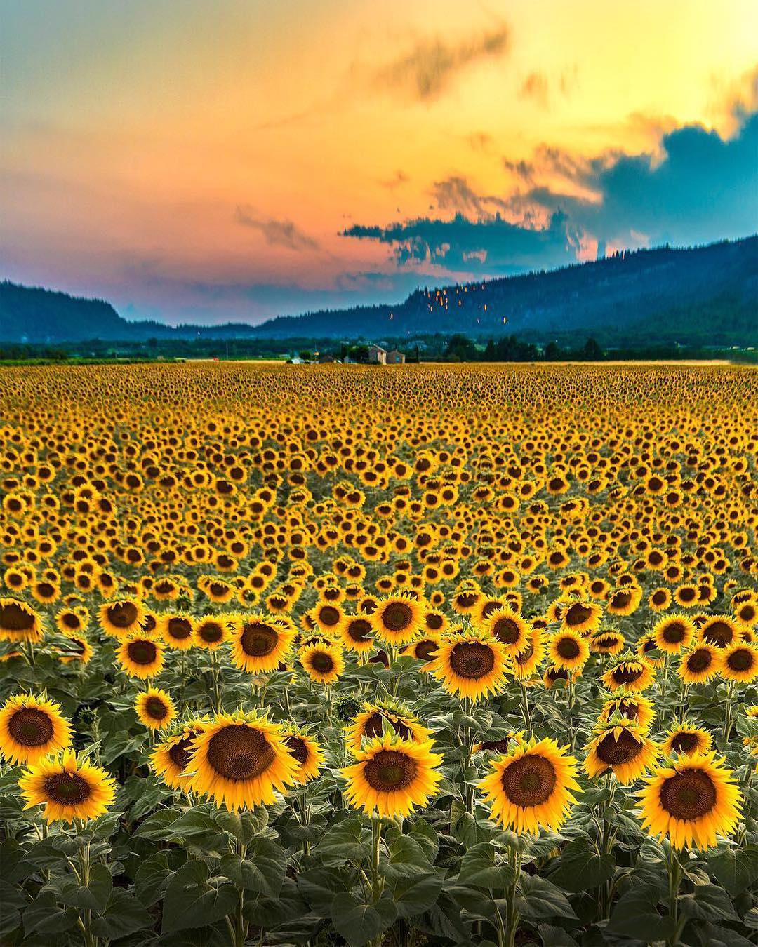 向日葵海洋altuggalip摄于法国